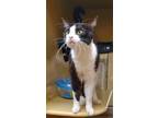 Adopt Milkshake a All Black American Shorthair / Domestic Shorthair / Mixed cat