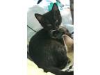 Adopt Calliope a Black (Mostly) Domestic Shorthair (short coat) cat in Bedford