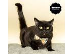 Adopt BEEMER a All Black Domestic Shorthair (short coat) cat in Wyandotte