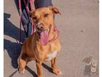 Adopt 79801 Tiana a Tan/Yellow/Fawn Labrador Retriever / Mixed dog in Spanish