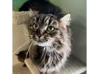 Adopt Thelma a Brown or Chocolate Domestic Longhair / Mixed cat in Buffalo