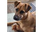 Adopt Indy (Courtesy Post) a Brown/Chocolate German Shepherd Dog / Pit Bull