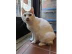 Adopt Fred a White Domestic Shorthair / Domestic Shorthair / Mixed cat in Salt