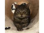 Adopt Teddy a Brown Tabby Domestic Shorthair (short coat) cat in St Augustine