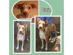 Adopt Ozzie a Red/Golden/Orange/Chestnut - with White Labrador Retriever /