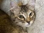 Adopt Bee bee a Brown Tabby Tabby (medium coat) cat in Henderson, NV (38378269)