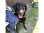 Adopt Huck a Black Labrador Retriever / Retriever (Unknown Type) / Mixed dog in