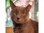 Adopt Moose a Gray or Blue (Mostly) Domestic Shorthair cat in Burlington