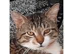 Adopt Meyers a Brown Tabby Domestic Shorthair (short coat) cat in Garden City