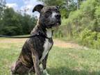 Adopt Callie a Brindle Mixed Breed (Large) / Mixed dog in Barco, NC (38387241)