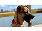 Adopt Beauty a Brown/Chocolate - with Black Mountain Cur dog in Linton