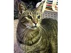 Adopt DALE a Brown Tabby Domestic Shorthair (short coat) cat in Brea
