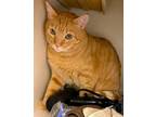 Adopt COLBY a Orange or Red Tabby Domestic Shorthair (short coat) cat in Brea