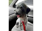 Adopt Trevor a Black - with Gray or Silver Schnauzer (Miniature) / Terrier