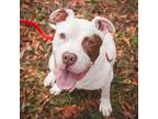 Adopt Baby Ruth a White - with Tan, Yellow or Fawn American Staffordshire