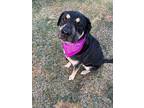 Adopt Willow a Black - with Brown, Red, Golden, Orange or Chestnut Rottweiler /