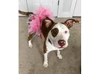 Adopt Leilah-ADOPTION FEE SPONSORED a Brindle Pit Bull Terrier / Mixed Breed