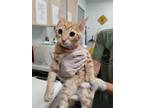 Adopt Hawi a Orange or Red Domestic Shorthair / Domestic Shorthair / Mixed cat