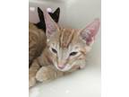 Adopt Hilo a Orange or Red Domestic Shorthair / Domestic Shorthair / Mixed cat