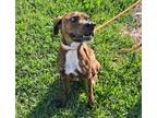 Adopt Angeline a Brindle Terrier (Unknown Type, Medium) / Mixed dog in Pembroke