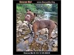 Adopt Riley a Brown/Chocolate American Staffordshire Terrier / Boxer dog in