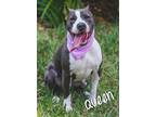 Adopt Queen a Gray/Silver/Salt & Pepper - with White Terrier (Unknown Type