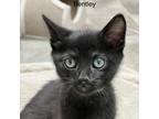 Adopt Bentley / Clover (M) a All Black Domestic Shorthair / Mixed cat in Arab