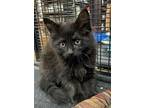 Adopt Ping a Black (Mostly) Domestic Mediumhair (medium coat) cat in Palo Cedro