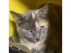 Adopt Tori a Tortoiseshell Domestic Shorthair / Mixed cat in Sherman