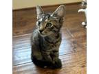 Adopt Ceara a Brown or Chocolate Domestic Mediumhair / Mixed cat in San Jose
