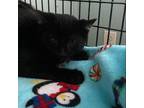 Adopt AB Harry a All Black Domestic Shorthair / Mixed cat in FREEPORT