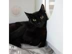 Adopt Amore a All Black Domestic Shorthair / Mixed cat in Fort Lauderdale