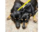 Adopt Loretta and Jolene a Black - with Tan, Yellow or Fawn Mutt / Mixed dog in