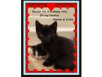 Adopt Hunter & Krolia a All Black Domestic Shorthair (short coat) cat in Snow