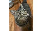 Adopt Dart a Brown Tabby Domestic Shorthair (short coat) cat in Rockville
