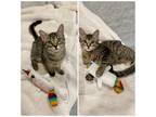 Adopt Willa and Wilder a Brown Tabby Domestic Shorthair (short coat) cat in