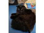 Adopt Shadow a All Black Domestic Longhair / Domestic Shorthair / Mixed cat in