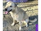 Adopt Vega a Tan/Yellow/Fawn Carolina Dog / Mixed dog in San Diego