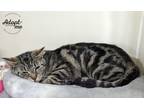 Adopt Swirley a Brown Tabby Domestic Shorthair (short coat) cat in Lyons