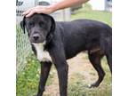 Adopt Xavier a Black Labrador Retriever / Mixed dog in Jefferson City