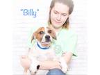 Adopt Billy a White - with Tan, Yellow or Fawn Coonhound / Mixed dog in