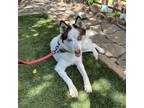 Adopt Happy a White - with Tan, Yellow or Fawn Husky / Mixed dog in Allen