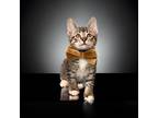 Adopt Chase a Domestic Shorthair / Mixed (short coat) cat in Pasadena
