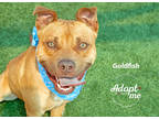 Adopt Goldfish a Tan/Yellow/Fawn Mixed Breed (Large) / Mixed dog in Kansas City