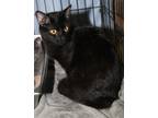 Adopt Duchess (Spayed) (FIV+) a All Black Domestic Shorthair (short coat) cat in