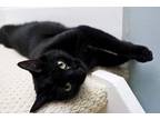 Adopt Blackie - sociable lap cat a All Black Domestic Shorthair (short coat) cat