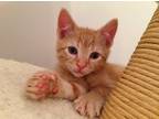Adopt Colby bonded with Cheddar a Orange or Red Tabby Domestic Shorthair (short