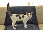 Adopt Lovebug a Turkish Van / Mixed (short coat) cat in San Jacinto