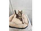 Adopt Rochelle a Domestic Shorthair / Mixed (short coat) cat in Greensboro