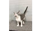 Adopt Sarah a Domestic Shorthair / Mixed (short coat) cat in Greensboro